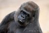 "Fatima" - Westlicher Flachlandgorilla - 2015