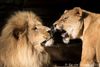 "Jarah" und "Zeta" - Löwen - 2015