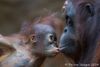 "Nonja" und "Niah" - Borneo Orang Utans - 2014