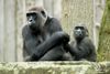 "Sha Sha" und ihre Tochter "Jamila" - Westlicher Flachlandgorilla - 2016
