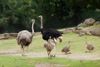 Nachwuchs bei den Straussen