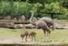 Nachwuchs bei den Straussen