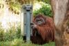 Orang Utan "Ramon"