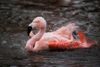 Chile Flamingo