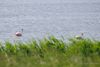 Flamingos