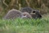 Nutria Nachwuchs 05.01.2016