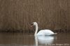 Höckerschwan 11.01.2016